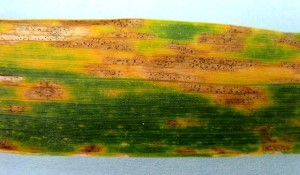 Figure 1: The presence of black fruiting bodies within the blotches is a diagnostic feature of Septoria tritici blotch Photo of wheat leaf covered in brown blotches containing black spots, the presence of black fruiting bodies within the blotches is a diagnostic feature of Septoria tritici blotch.