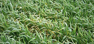 Discoloured wheat plants in amongst health green plants