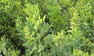 Yellow, stunted faba bean plants