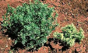 Healthy lentil plant next to a much smaller, yellower infected plant