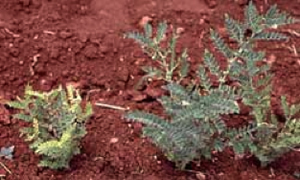 Healthy chickpea plant next to a much smaller, yellower infected plant
