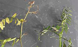 Healthy fetch plant next to an infected plant with brown and yellow leaves