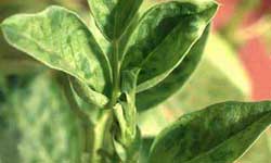 Close-up photo of faba bean leaves