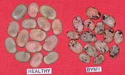 Photo of healthy faba bean seeds next to smaller infected beans covered in black spots