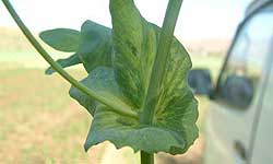 Close-up photo of field pea plant leaves