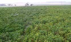 Photo of a lupin crop with many yellowing plants