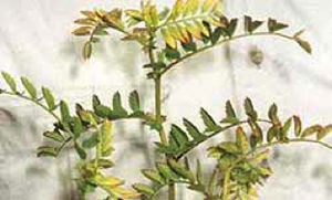 Infected chickpea plant with reddening leaves