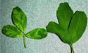 Healthy lucerne plant next to a smaller, infected plant