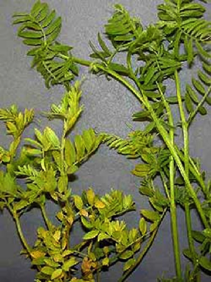 Figure 3: Lentil plants infected with CMV (left) develop chlorosis and stunting, compared to healthy plants (right) Healthy lentil plants next to smaller, infected plants with yellow leaves