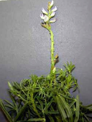 Infected lupin plant