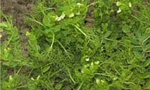 Field pea with stunting and downward curling of leaf margins due to PSbMV