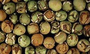 Field pea seeds infected with PSbMV brown rings and tan spots on the seed surface