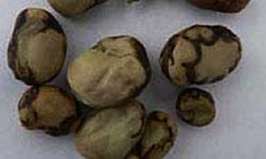 Faba bean seeds infected with PSbMV develop brown ring patterns and are often shrivelled
