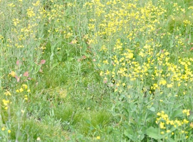 Figure 2: Late symptoms of TuYV in canola. Late symptoms of TuYV in canola, yellow, red and purple discolouration of leaves