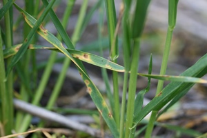 Figure 1: Early symptoms of yellow leaf spot infection Photo of a wheat plant covered in tan spots with yellow halos