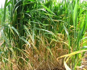 Figure 2: Severe infection, leaf tips dying Photo of wheat plants with yellow leaves