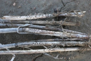 Figure 3: Black fruiting bodies on stubble Photo of wheat stubble covered in black spots.