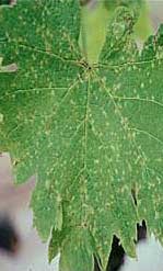 Green leaf with white spots