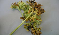 Brown parsley leaves
