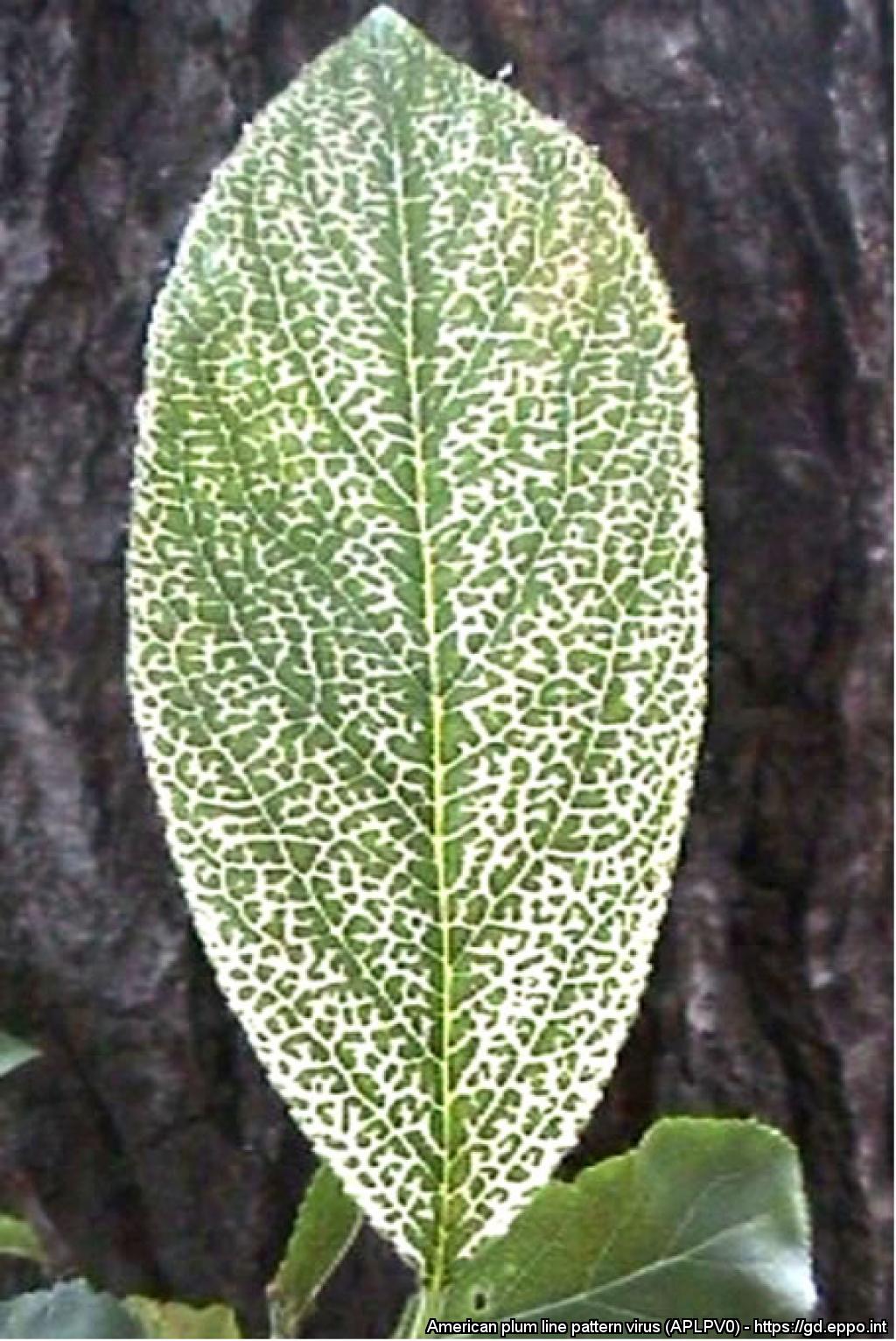 Advanced creamy white mottling on Japanese plum leaf