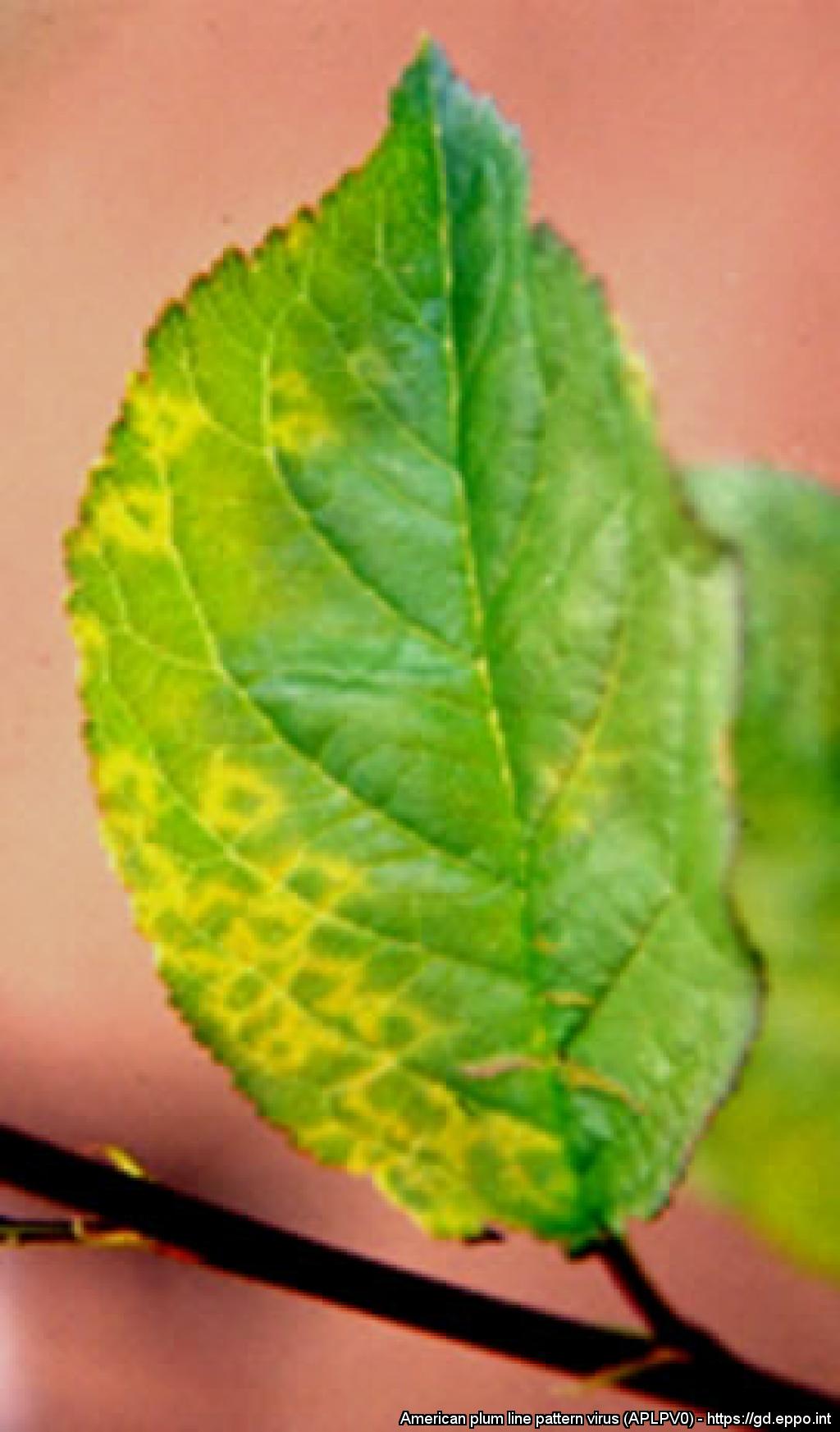 Early symptoms of APLPV on Japanese plum