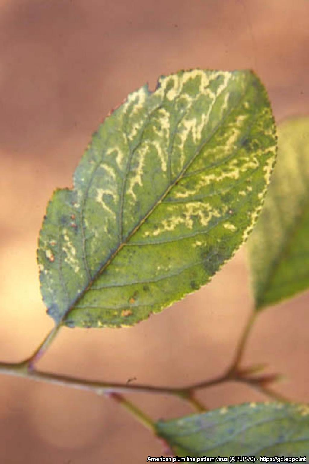 Cream-coloured oak leaf shape on Japanese plum leaf