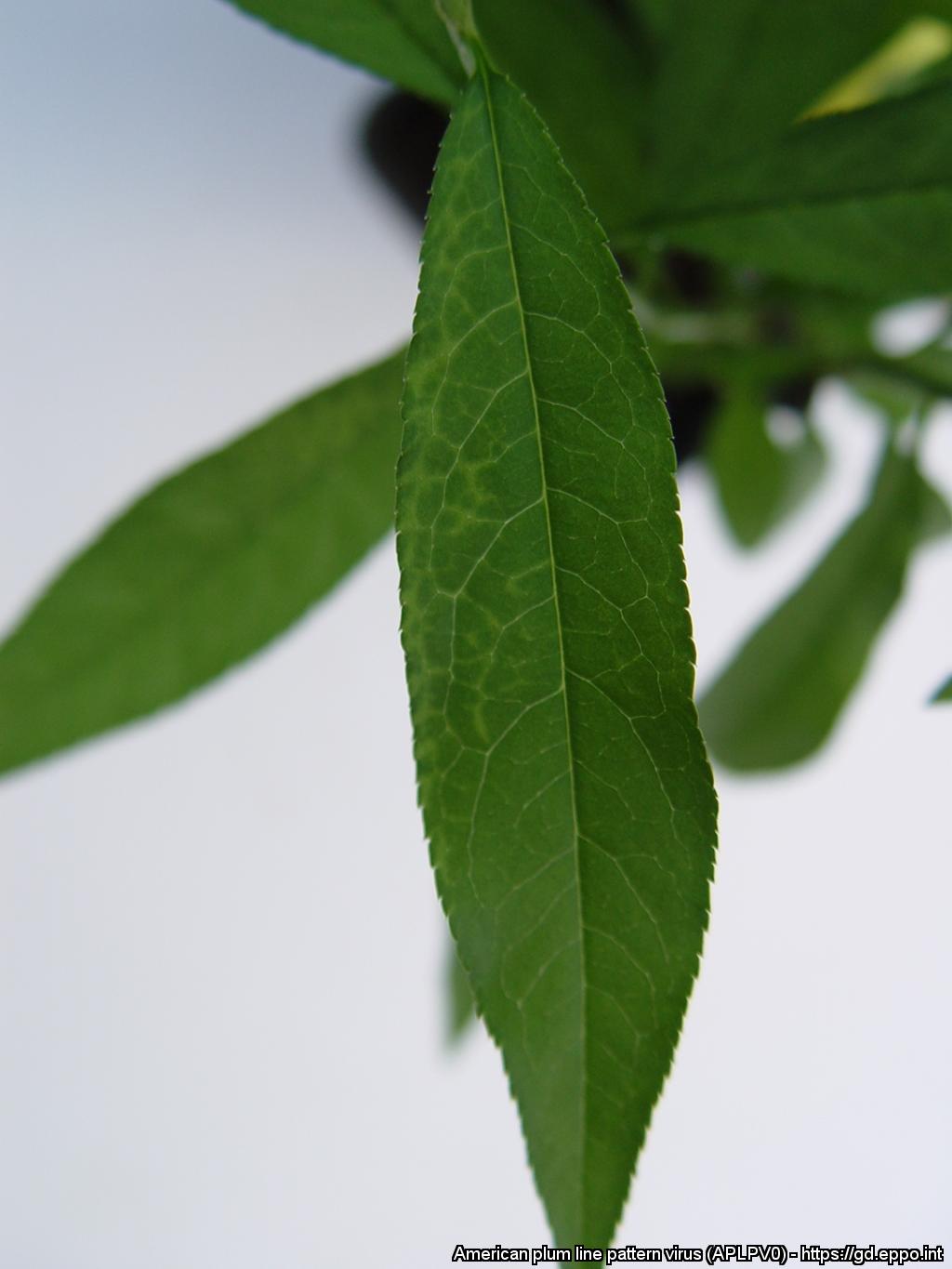 Light green net pattern on the edge of a peach leaf