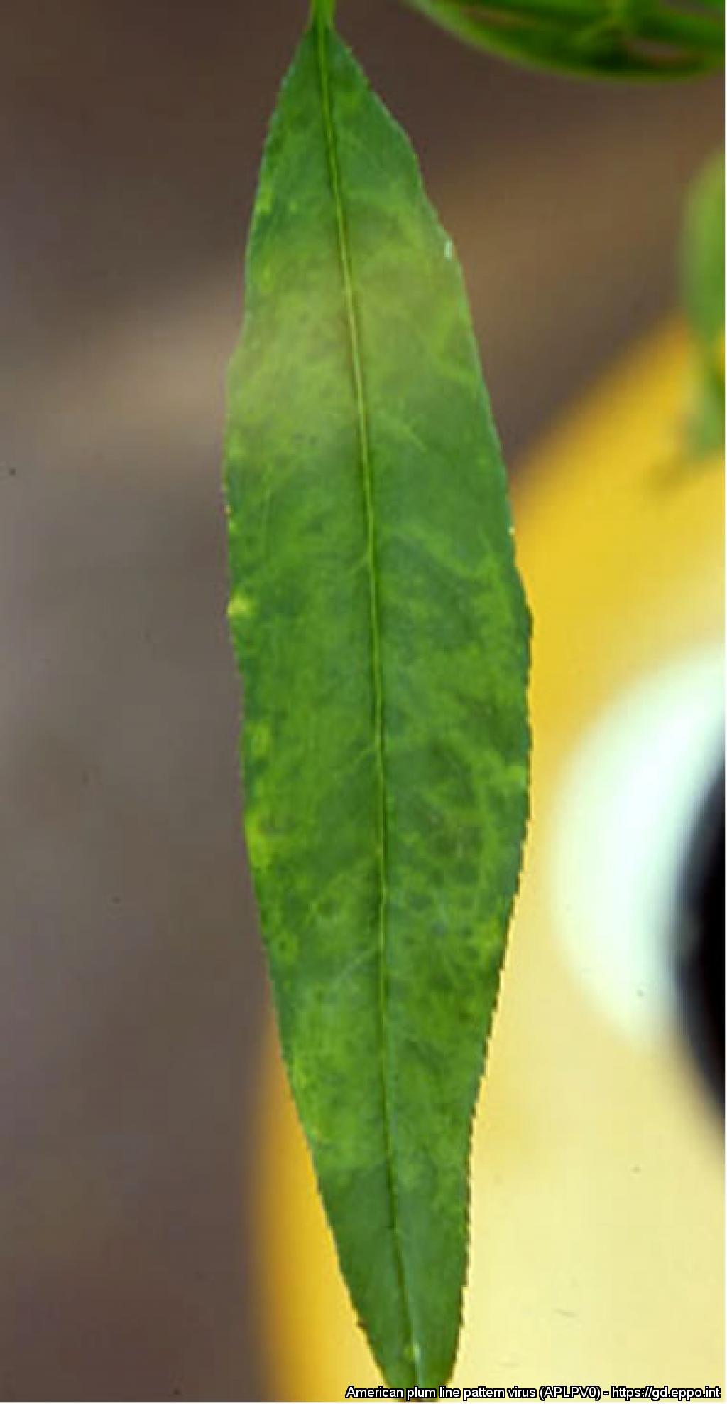 Light green marbling on peach leaf
