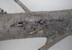 Branch with cypress cankers and resin