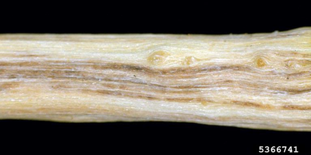Elm wood showing darkening of wood along the grain