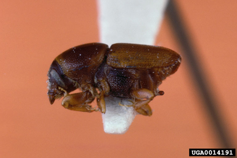 A brown, flea-like beetle on the end of a small probe
