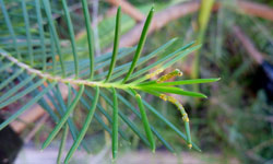 Geraldton wax with yellow-gold spore growth on its spiny leaves