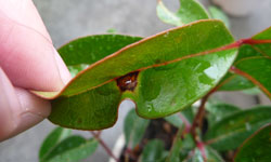 Fiji Christmas bush leaves with dark a red-brown spot that has a small hole in the centre