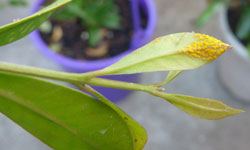 Tip of an Acmena lilly pilly leaf covered in yellow spores