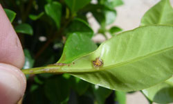 Syzygium lilly pilly leaf with lesion and yellow spores