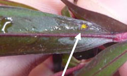 Yellow spores on the underside of an Agonis leaf