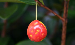 Beach cherry fruit with yellow spores