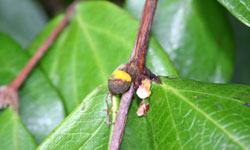 Iron malletwood fruit with yellow spores on its young fruit