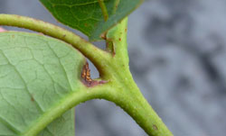 A lesion forming at the join between a strawberry gum leaf and stem