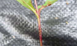 Spores on a strawberry gum stem