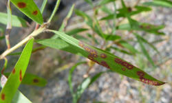 Close up of a leaf with lesions bleeding together and yellow spores in the centre of each lesion