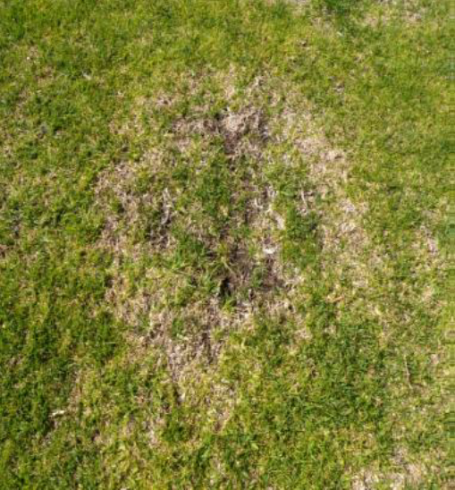 Figure 1: Discoloured and thinning patch in turfgrass Patch of grass with sting nematode symtoms
