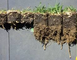 Figure 2: Roots of turfgrass pruned by the sting nematode Outbreaks of sting nematode near water