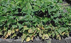 Bean plants with yellowing lower leaves
