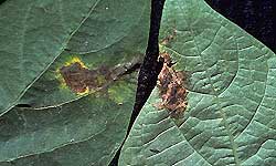 Leaflet with brown spots and a narrow yellow margin