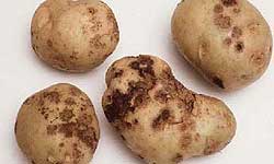 Potatoes with dark, rough scabs and lesions of varying depths