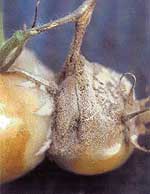 Tomatoes with grey mould covering large portions of the skin and stem