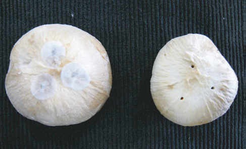A side-by-side comparison of cap spotting in mushrooms. The mushroom that was injected with the fungus Hormiactis alba has developed mould spots at the injection sites, while the mushroom that was injected with water has no mould spots.