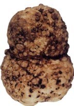 Warty looking root knot nematode