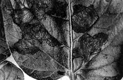 Close up of a leaf spot with concentric ring pattern